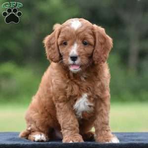 Joey, Cavapoo Puppy